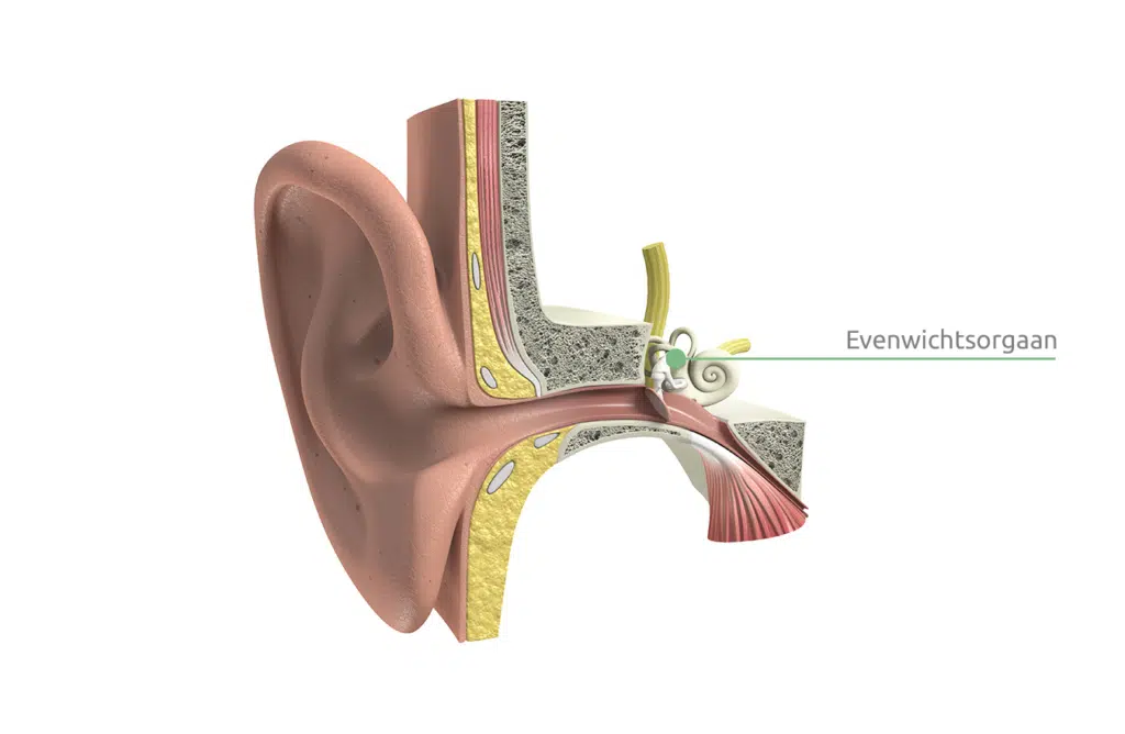Een verstoord evenwichtsorgaan is een oorzaak voor duizeligheid. Dit orgaan zit in het oor.