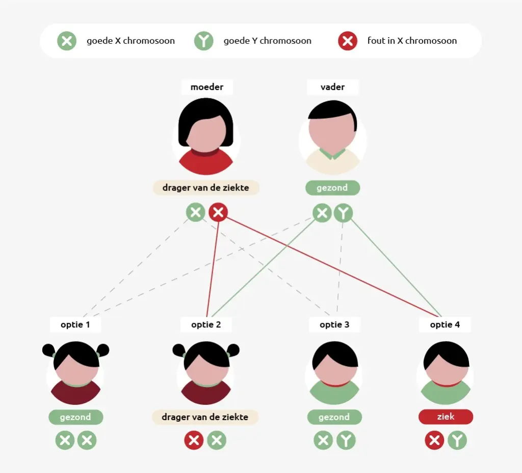 Inforgraphic erfelijkheid duchenne: vrouwen geven de ziekte door