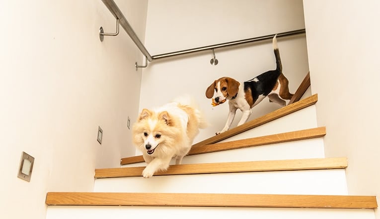Deux petits chiens n'ont pas besoin d'un monte-escalier pour chiens, ils descendent les escaliers en courant.